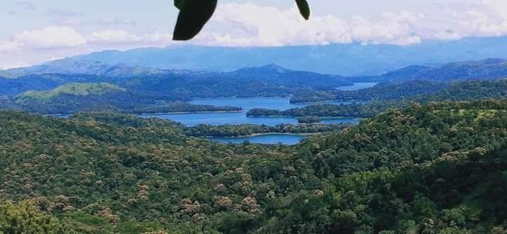 Spathodea Vagamon Bagian luar foto